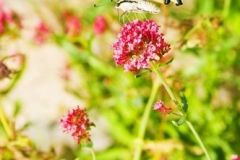 Papillon_10-0804_280_3040