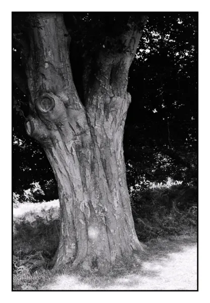 ZRK_028_Hetre_Tregueux_R
